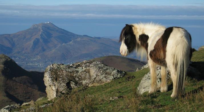 le basque bondissant excursions